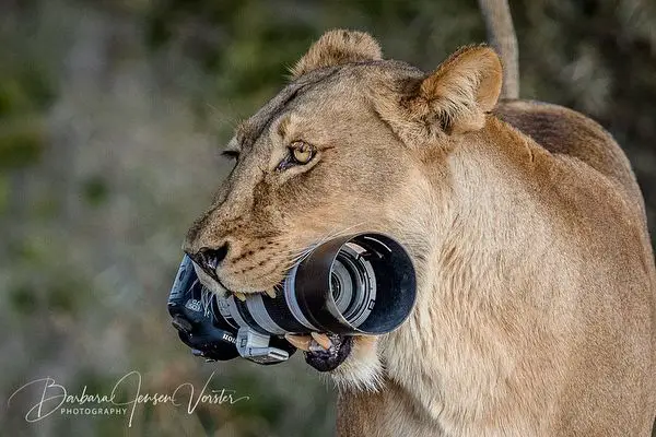 Curious Lioness Discovers Camera, Delights Cubs with a New Toy