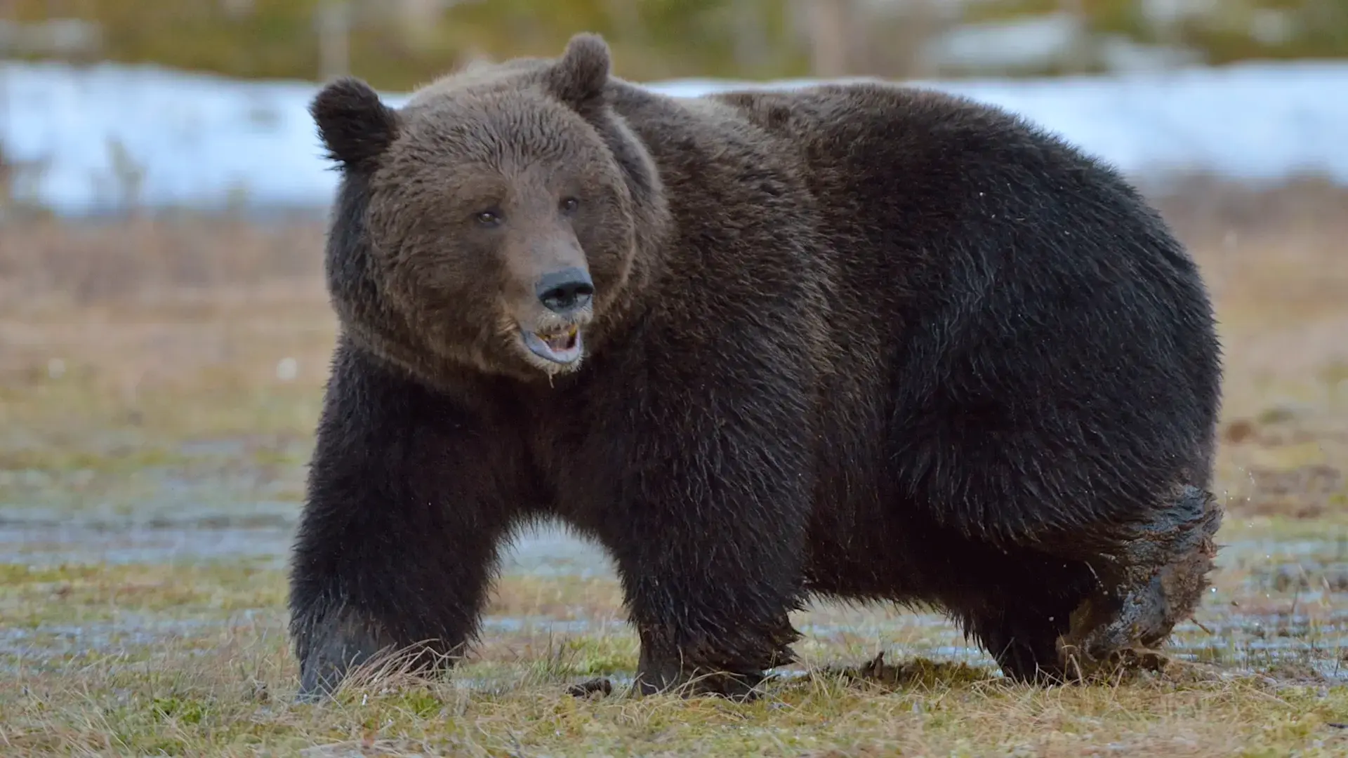 The Grizzly Bear average weight 600–900 lbs (270–410 kg)