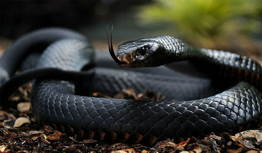 2. Black Mamba