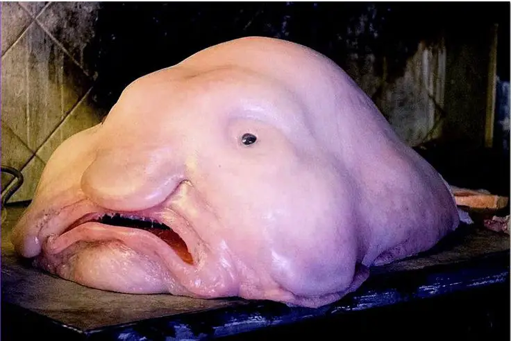 1. Blobfish (Psychrolutes marcidus)