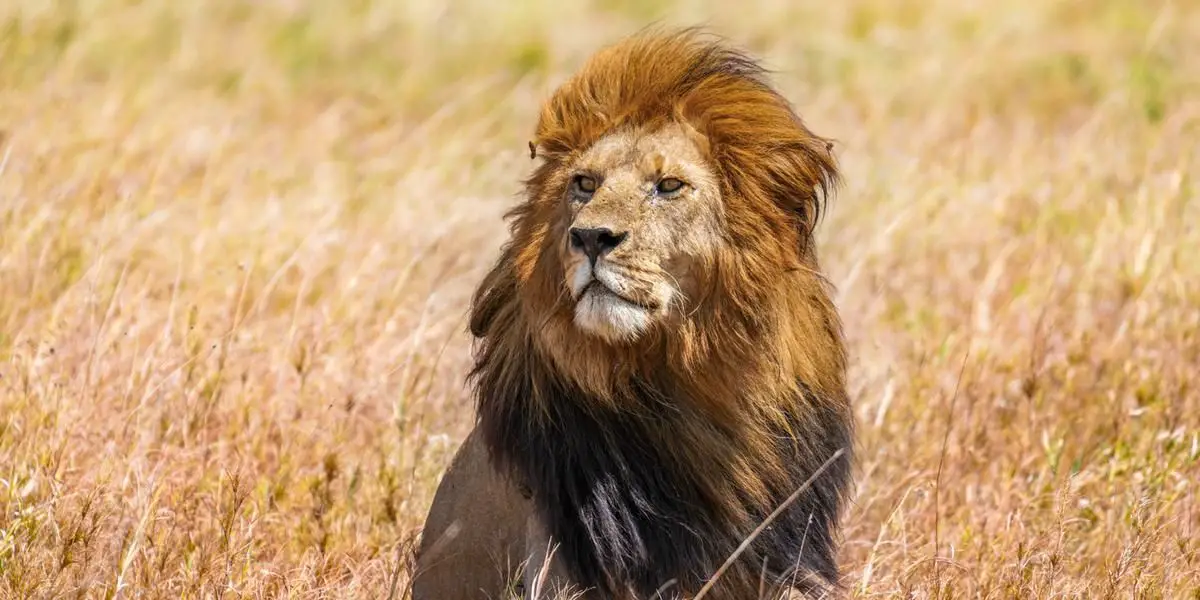 Bob Junior Lion The Fallen King of Serengeti