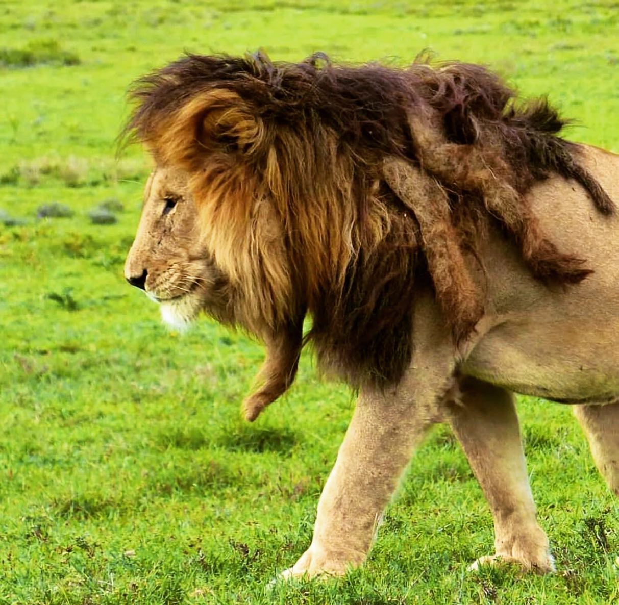 Bob Junior Lion The Fallen King of Serengeti