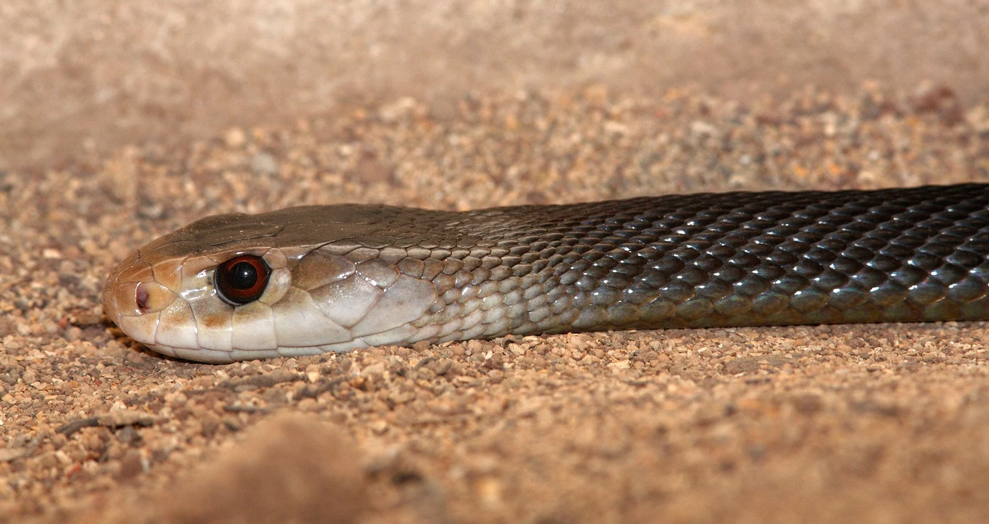 10. Coastal Taipan