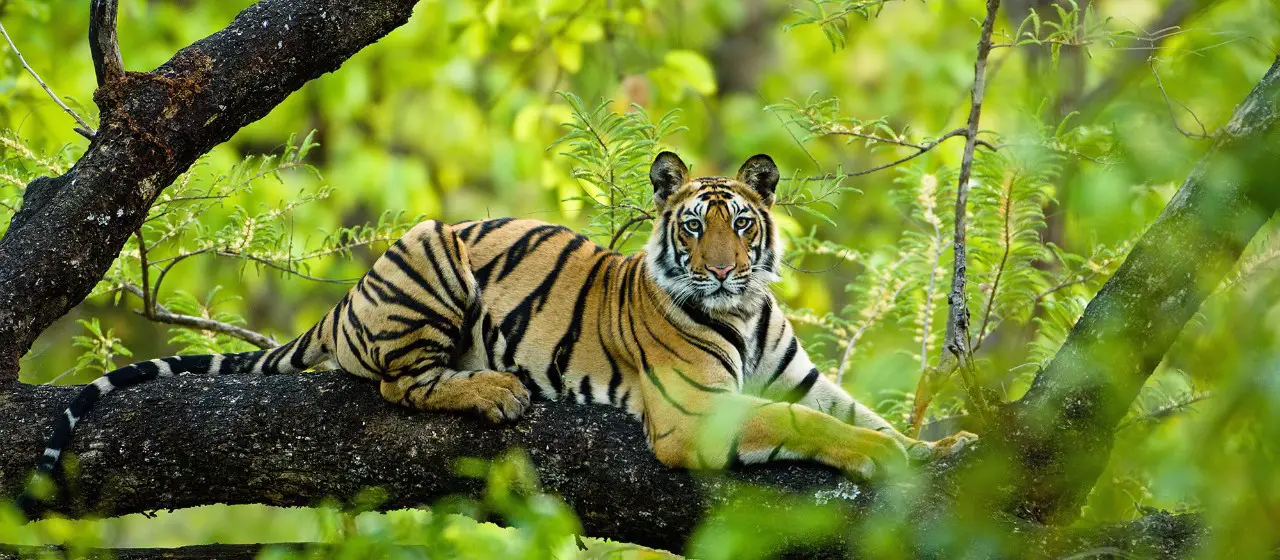Bandhavgarh National Park