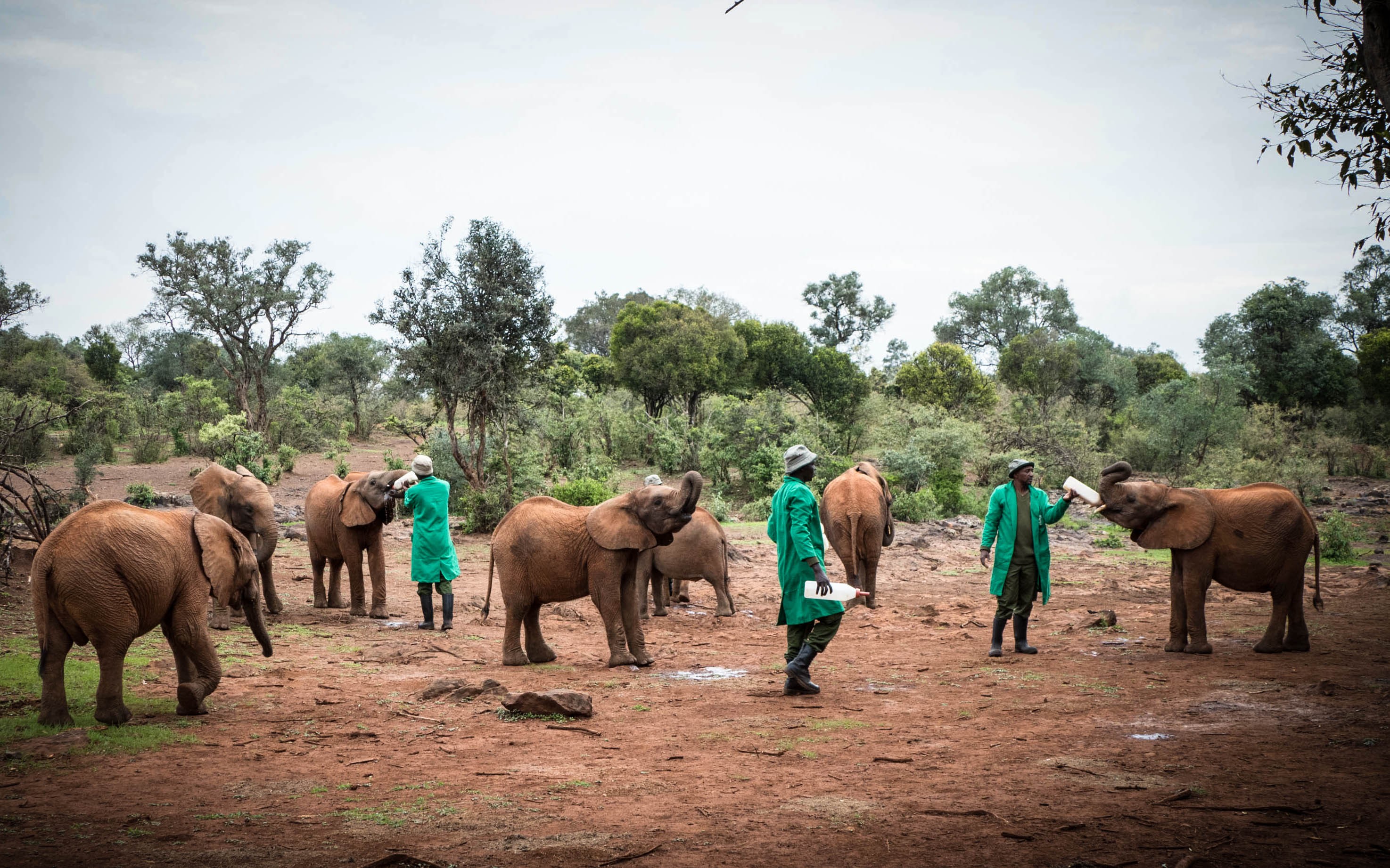 David Sheldrick Wildlife Trust Taking care of orphanage Elephants