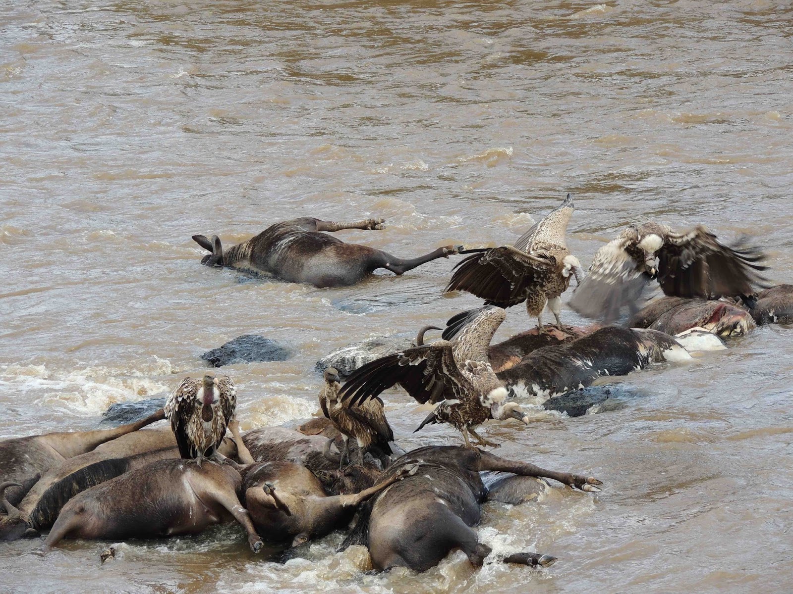 Shocking Video: Wildebeest Deaths Explained