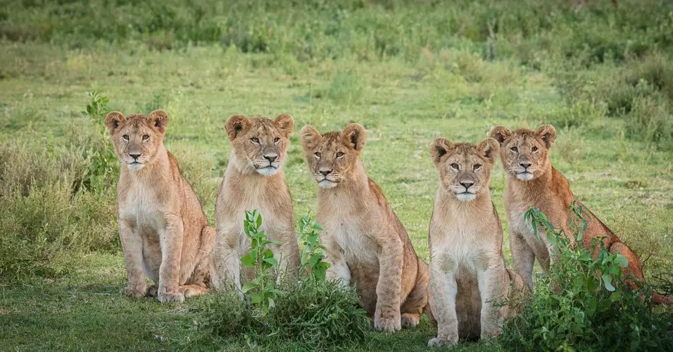 Lionesses in a pride often synchronise their reproductive cycles