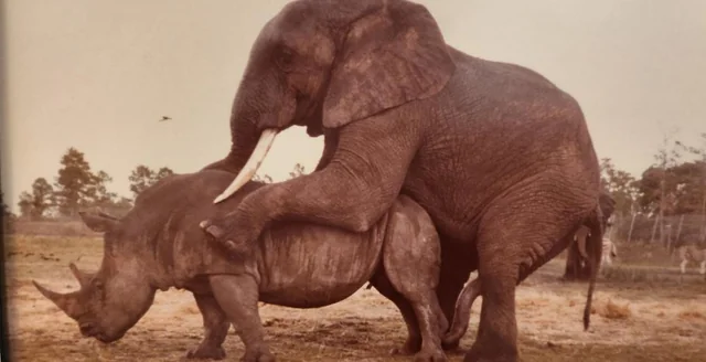Can Elephant mate with rhino and give an offspring?