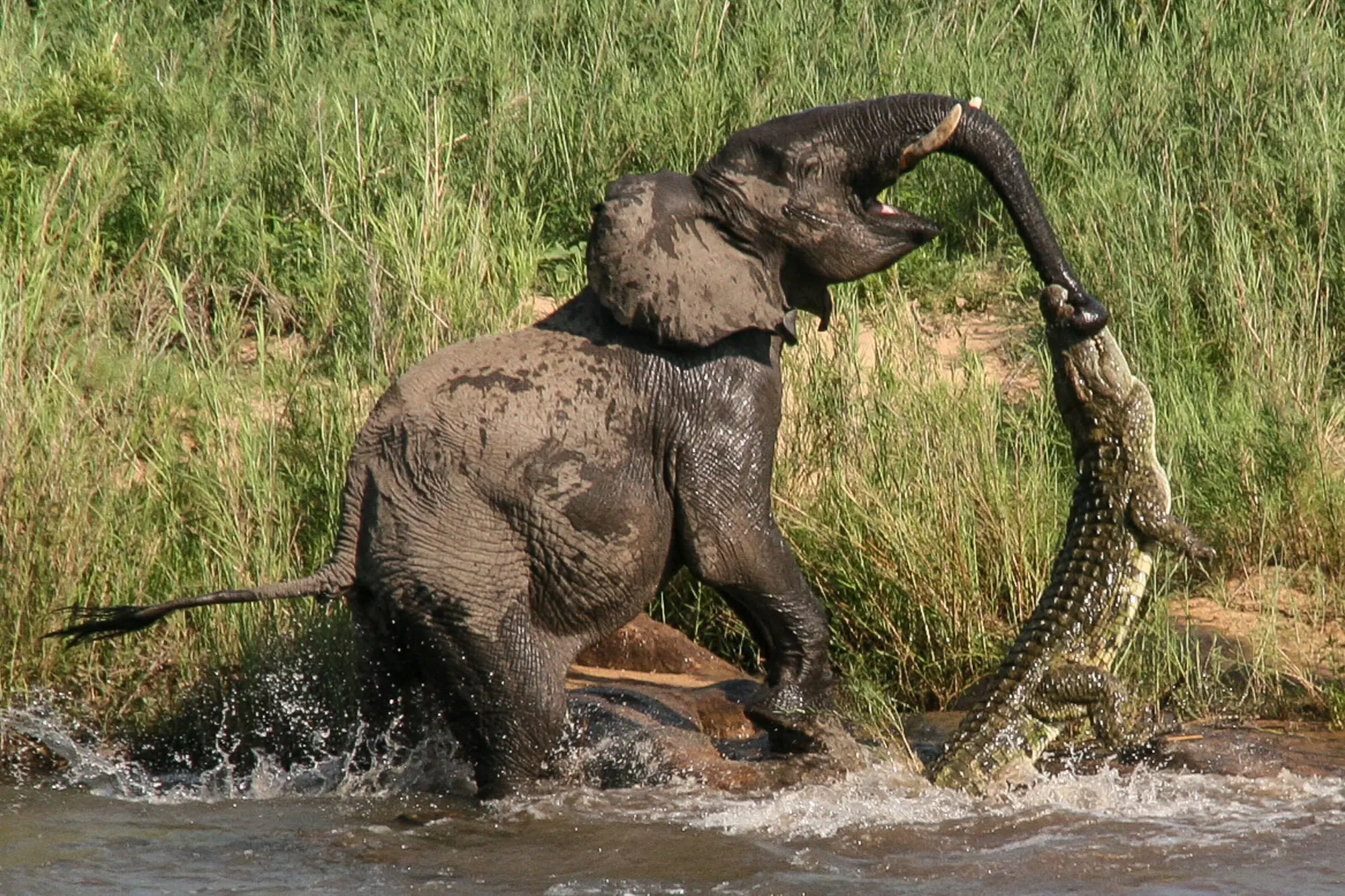 Fears for the future of baby elephant that lost its trunk