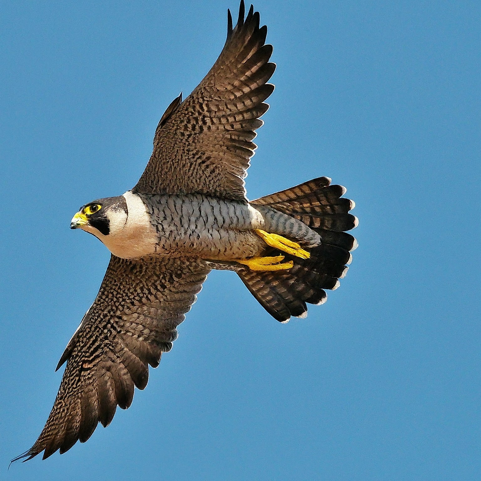 Peregrine falcon is the world’s fastest bird: Diet, Speed, and Lifespan reveled