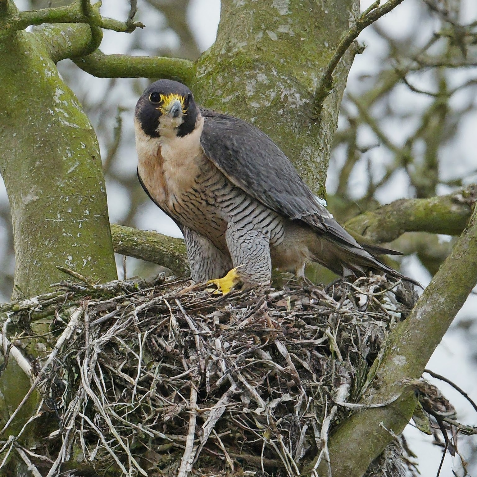 Peregrine falcon showing its distinctive features.