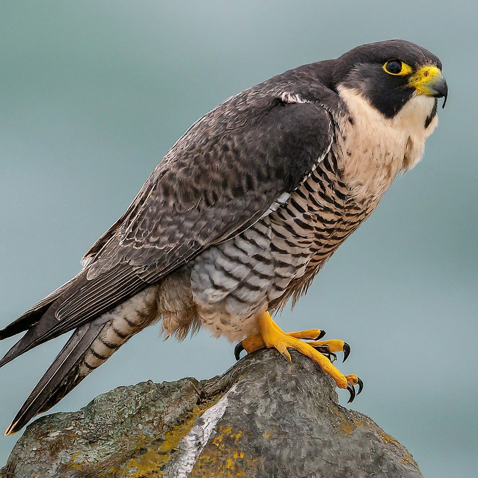 Peregrine falcon showing its distinctive features.