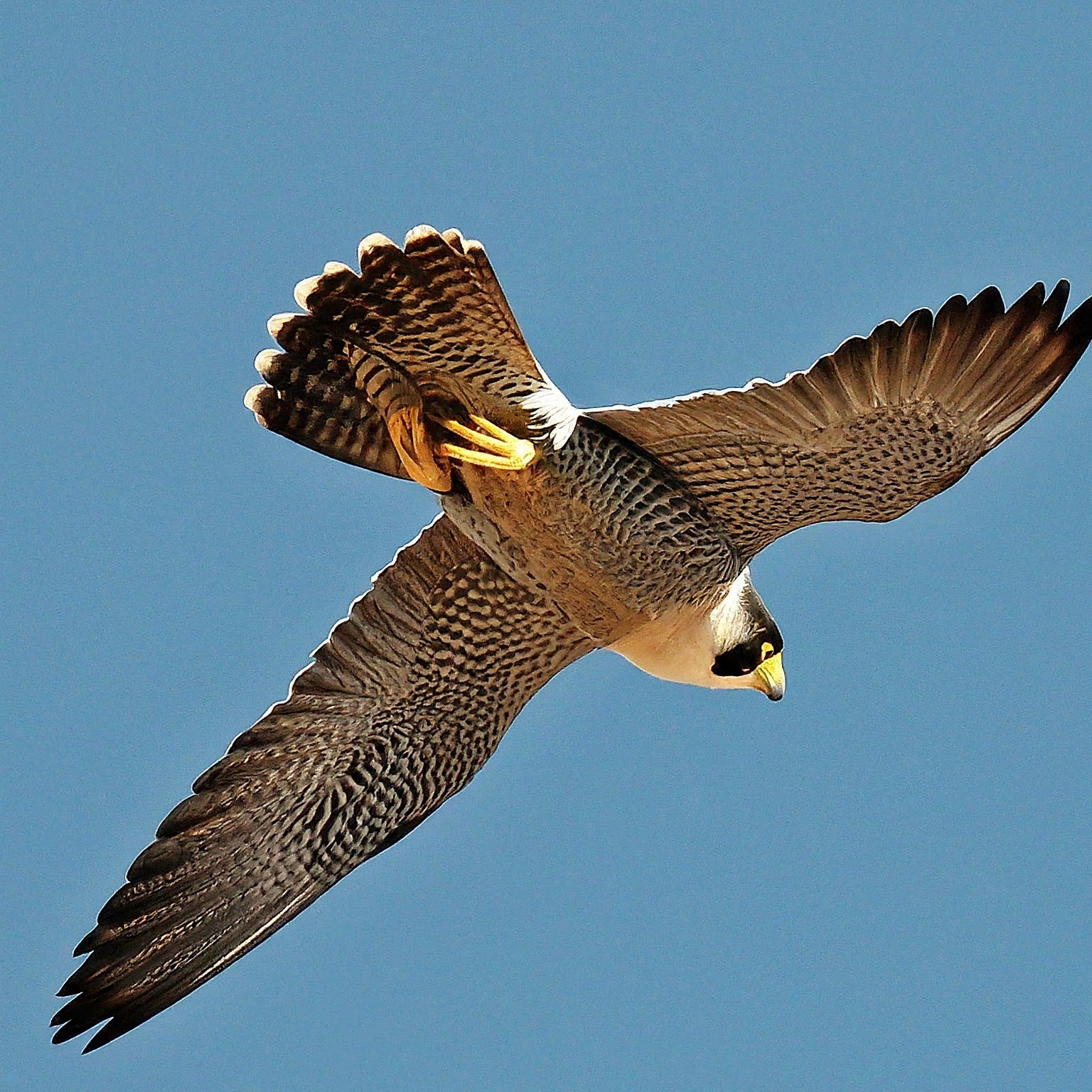 Peregrine falcon in a high-speed dive