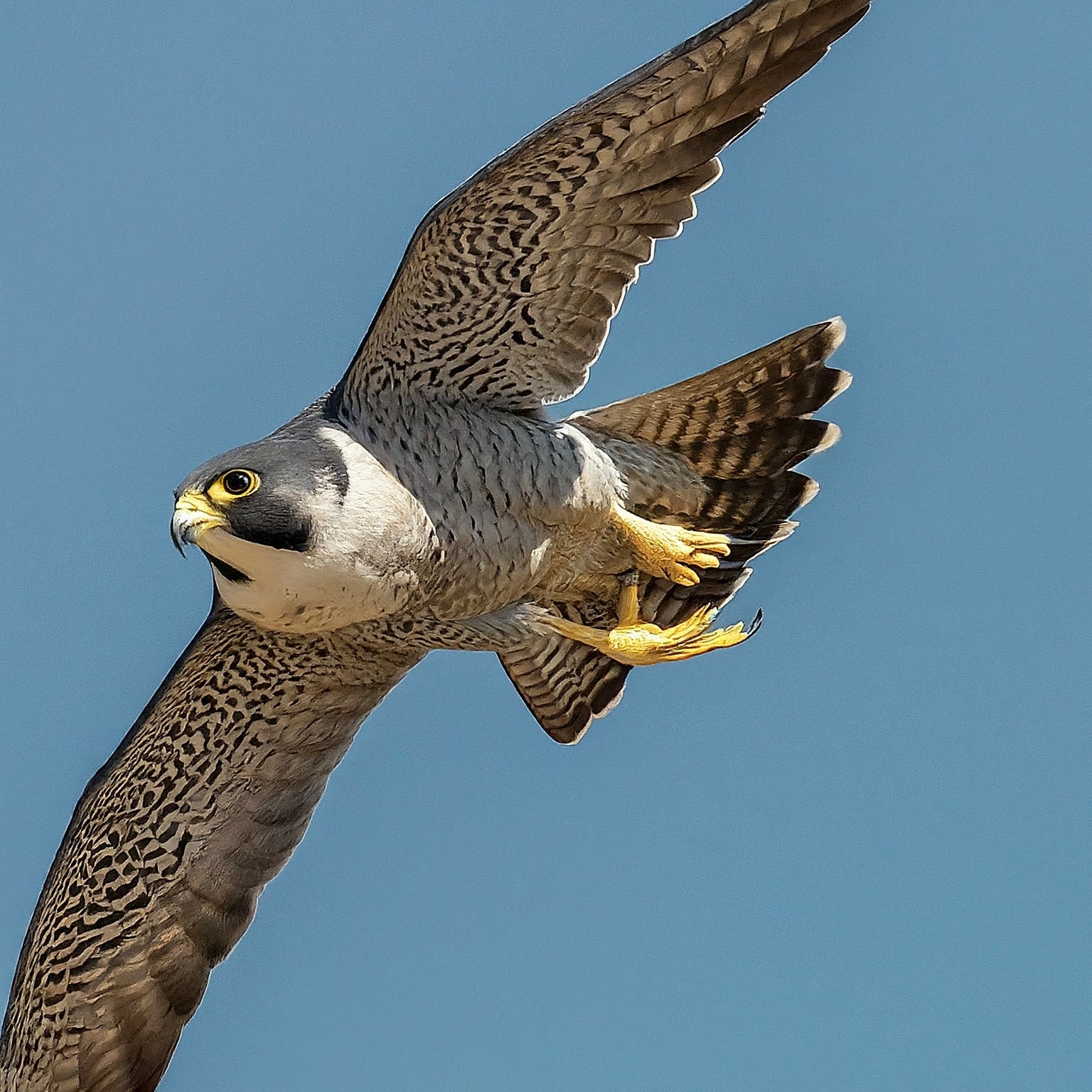 Peregrine falcon in a high-speed dive