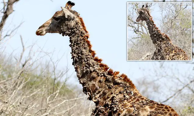 Giraffe is covered in unsightly bumps due to birds pecking at its skin