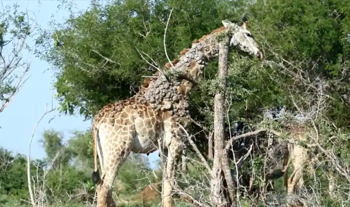 A giraffe's neck covered with wart-like lesions, Photo Credit: Liaan Lategan/Youtube