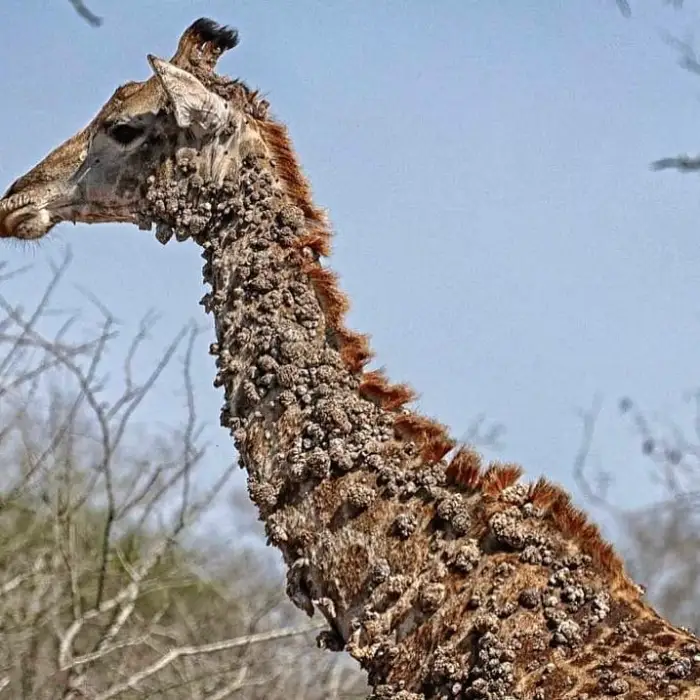 A giraffe's neck covered with wart-like lesions, Photo Credit: tariq_sarico/Instagram