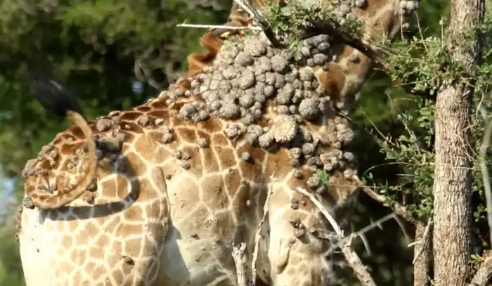 A giraffe's neck covered with wart-like lesions, Photo Credit: Liaan Lategan/Youtube