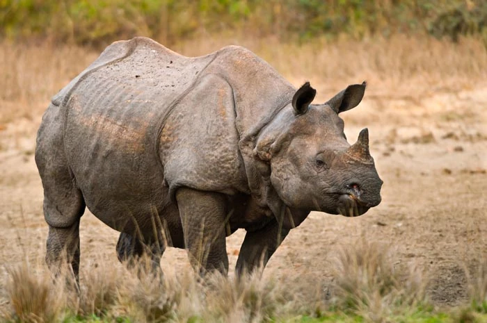 Javan Rhinoceros (Rhinoceros sondaicus):