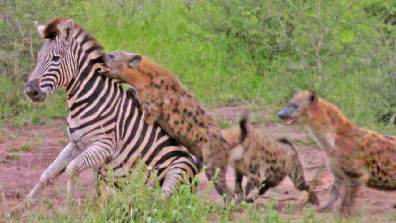 The Circle of Life in Action, Watch the Dramatic scene Hyenas take on a Zebra