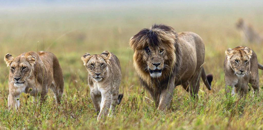 Scarface lion in Pride at Masai Mara Kenya