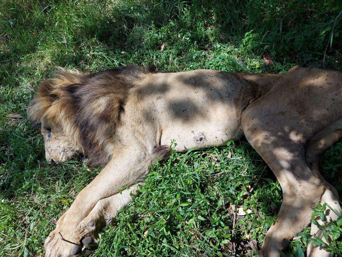 Scarface Body - He Died in 11th June 2021. Image from Masai Mara Safari