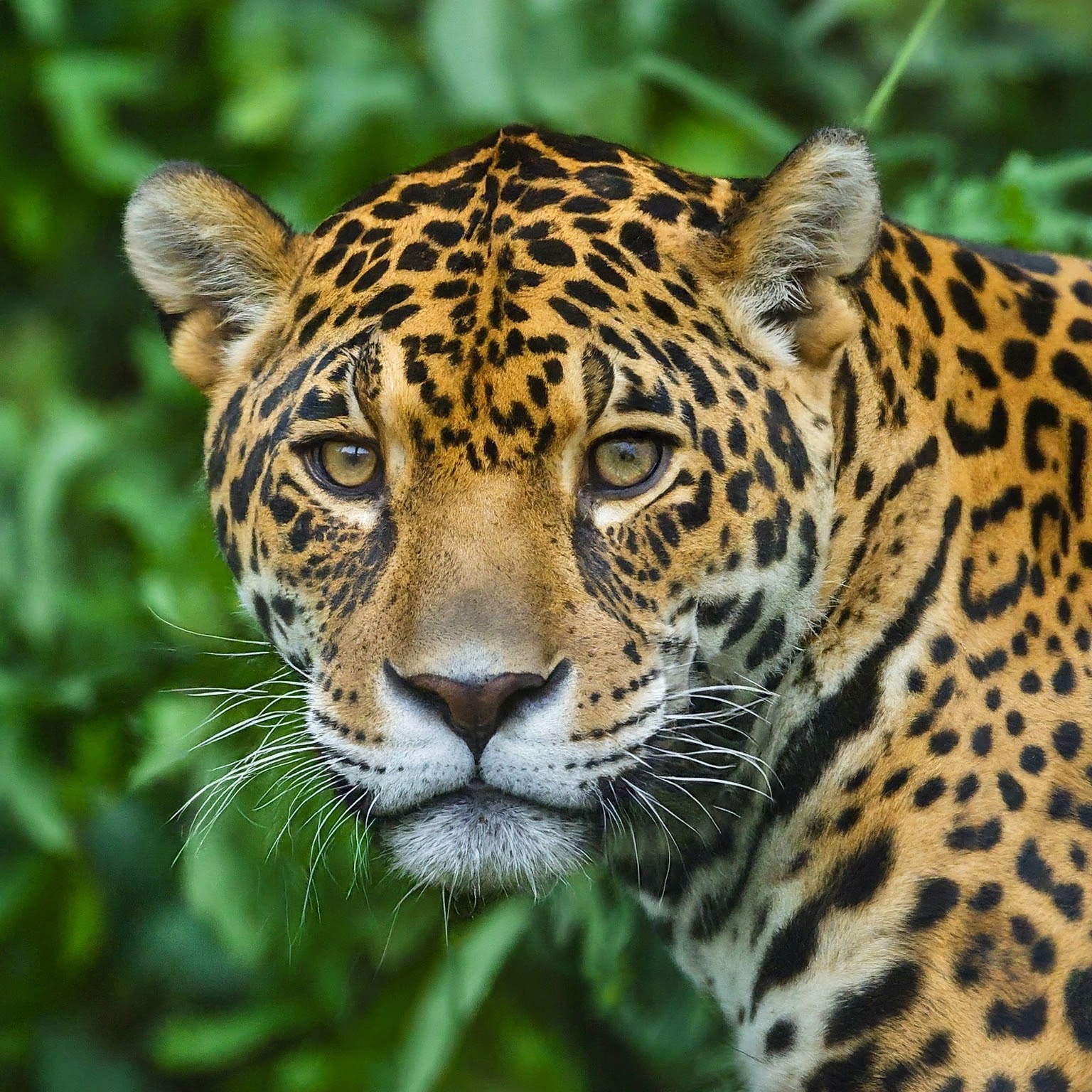 jaguar in a rainforest setting