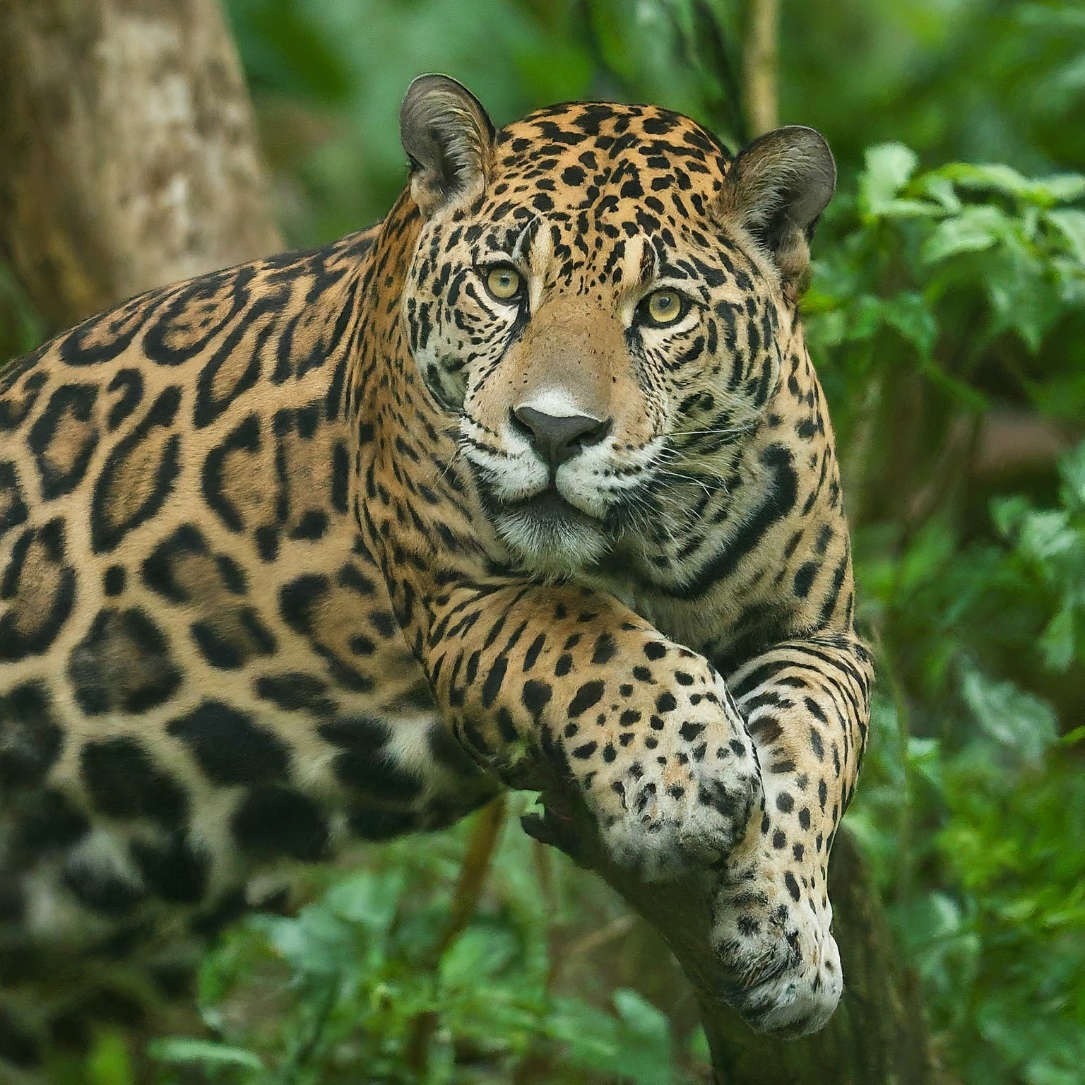 jaguar in a rainforest setting