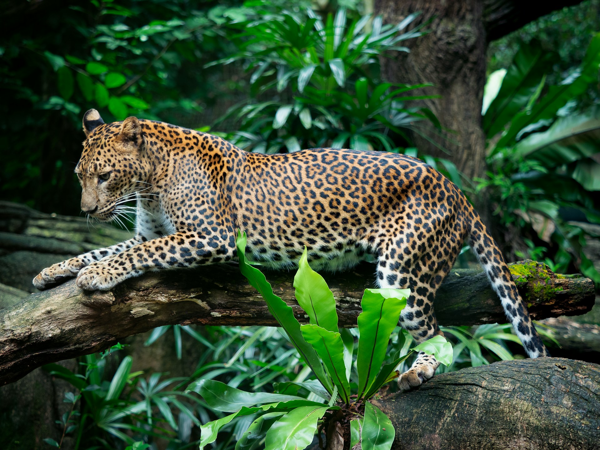 Jaguar relaxing on tree branch