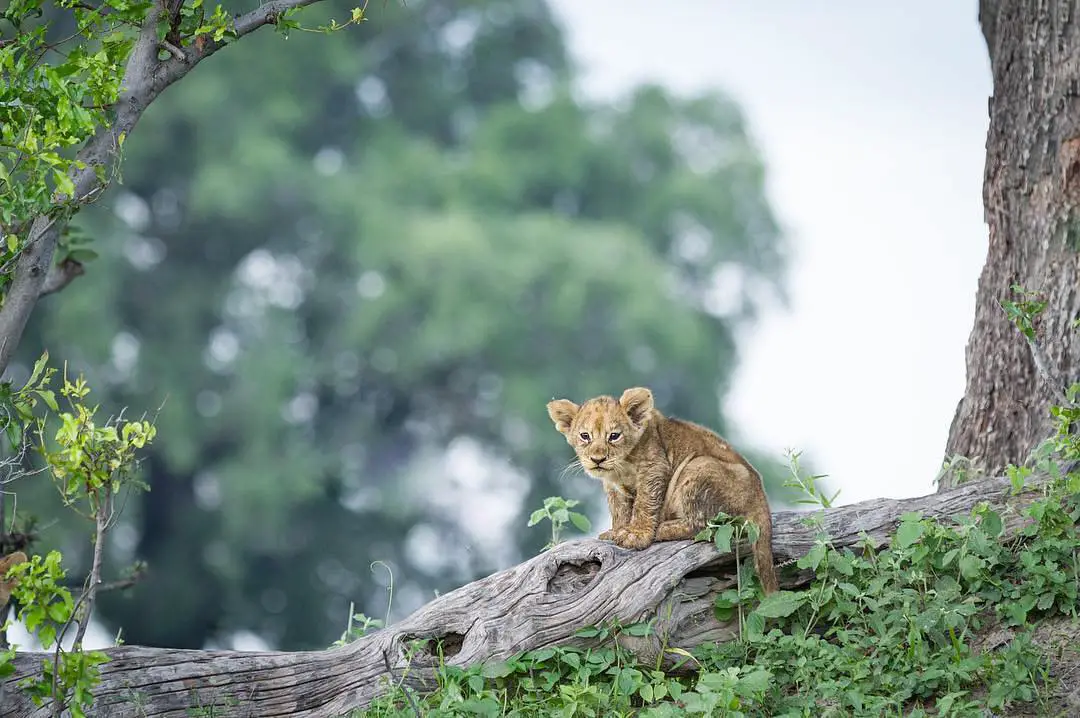 Resilience Roars: The Incredible Journey of a Missing Lion Cub