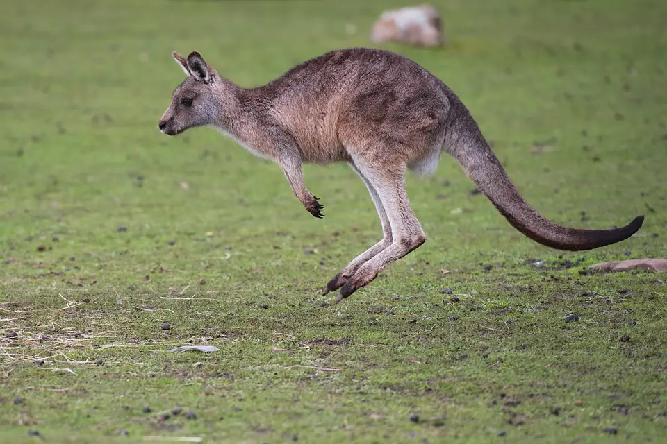 11. Kangaroo – 44 mph (71 kph)