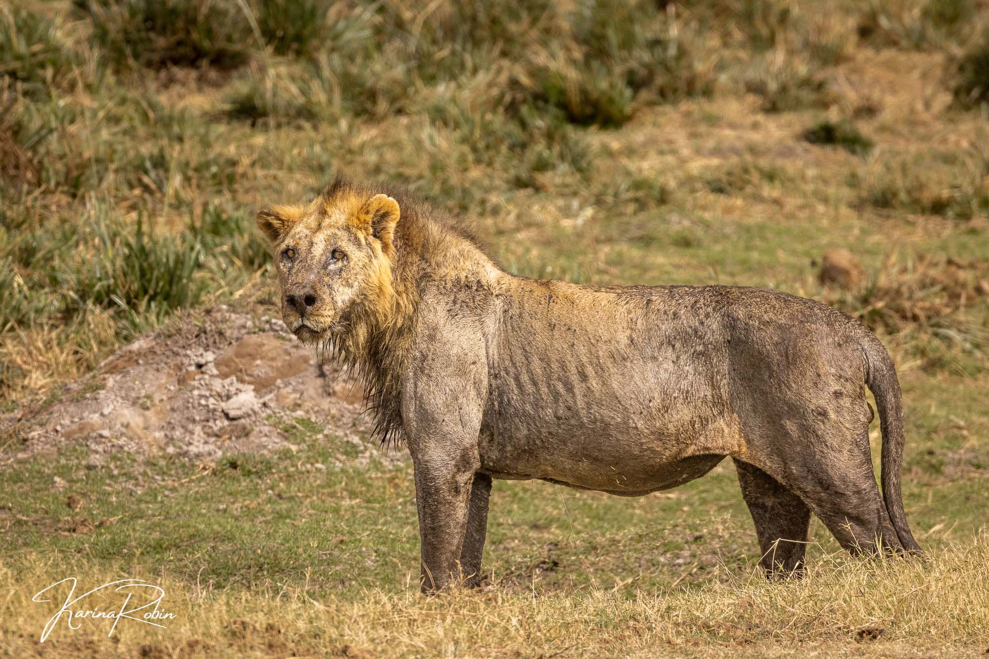 Farewell to Loonkito: Kenya Mourns the Loss of its Oldest Lion
