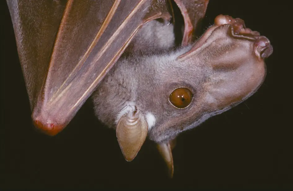 13. Hammerhead Bat (Hypsignathus monstrosus)