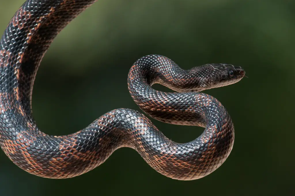 9. Texas Rat Snake