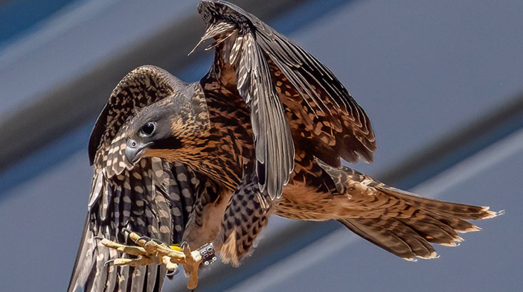 Stunning photos show young UC Berkeley falcons learning to fly