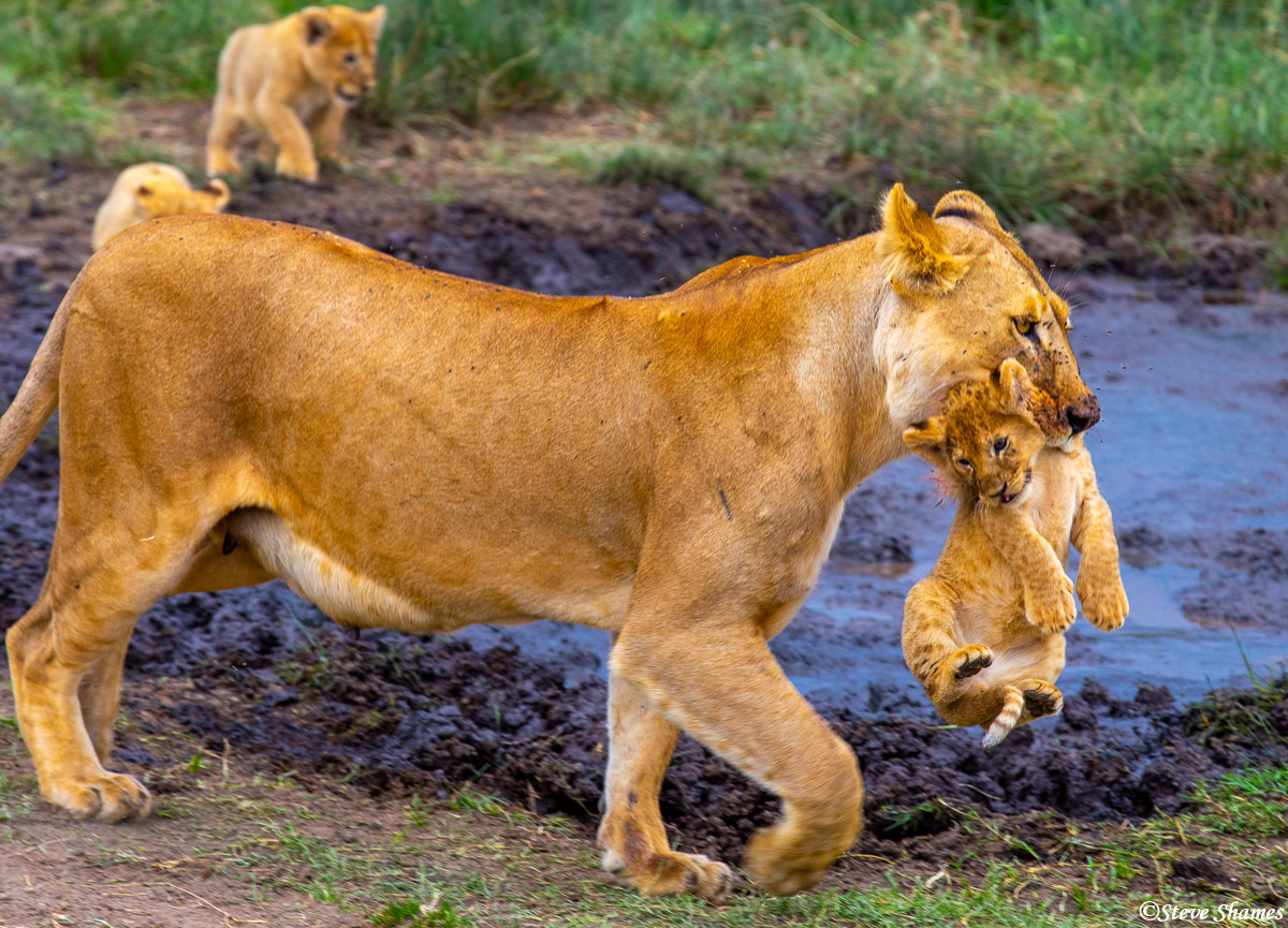 Mother Lion Carrying Cub