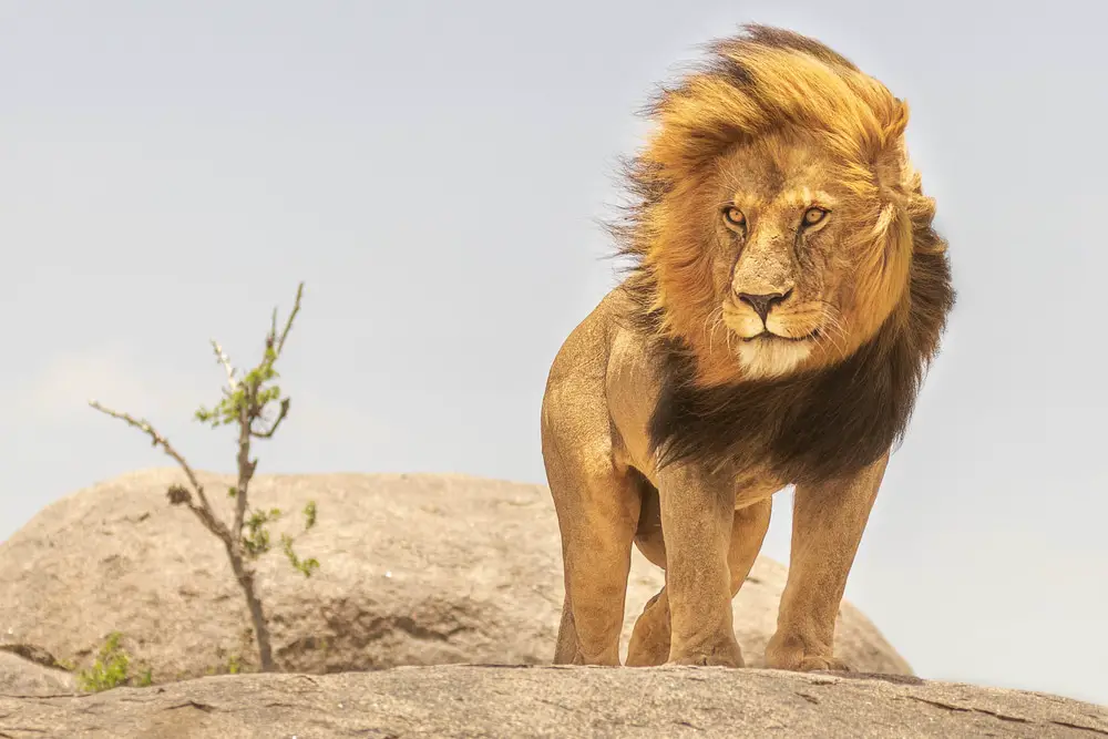 A male lion showcasing its majestic mane