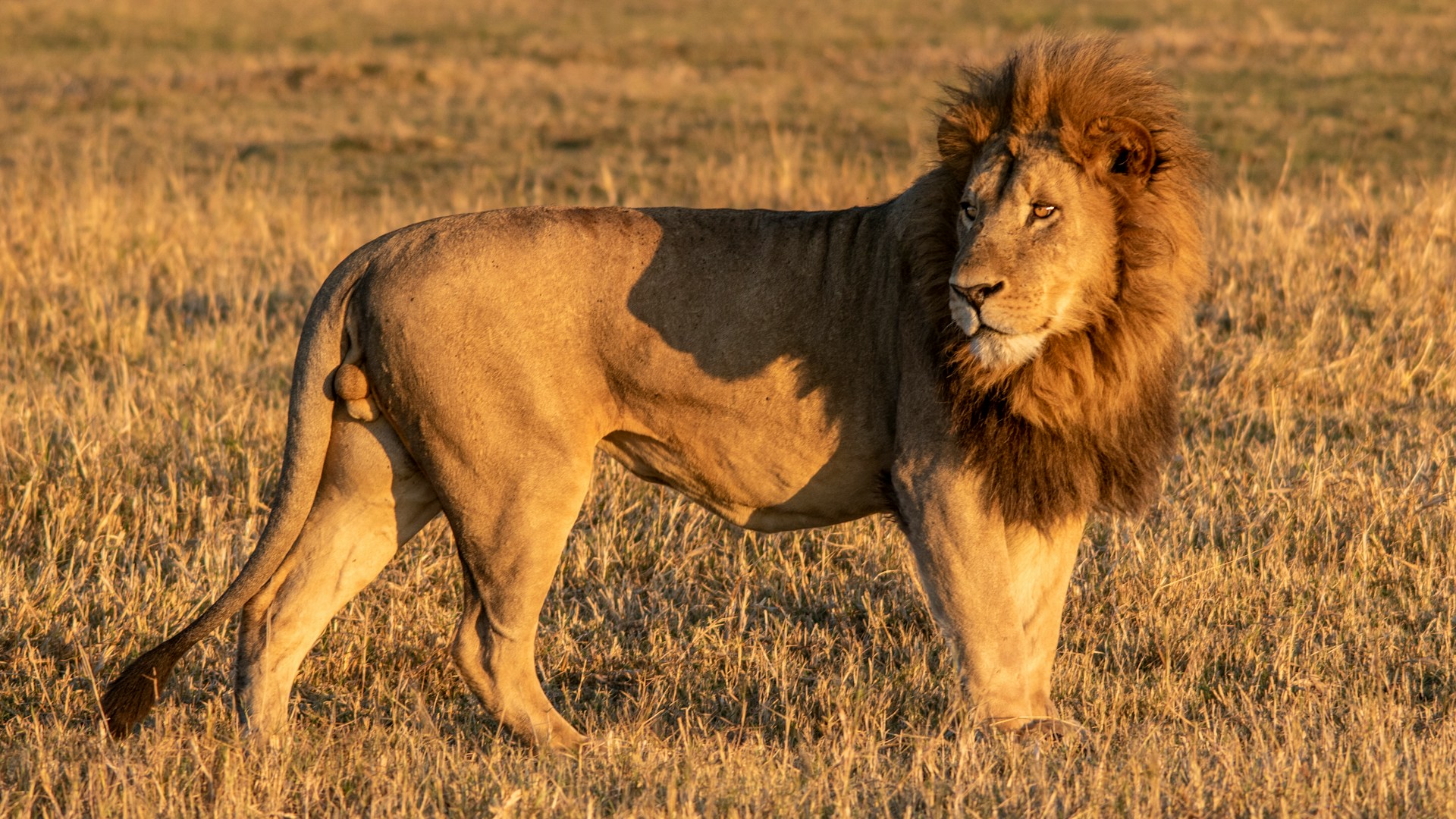 Full grown male lion