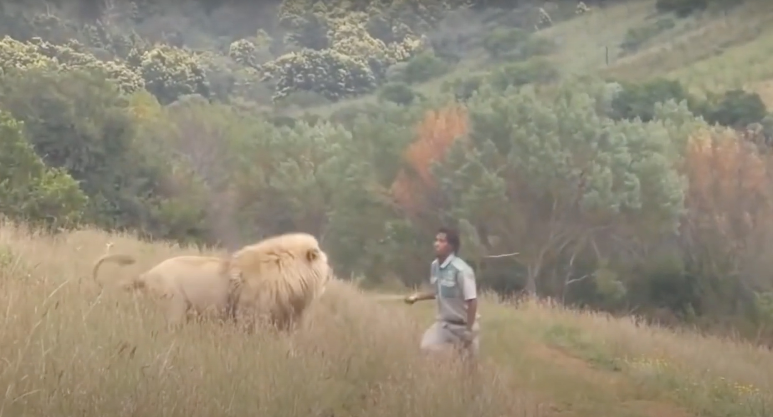 Here are 6 scary lion encounters that gonna shock you