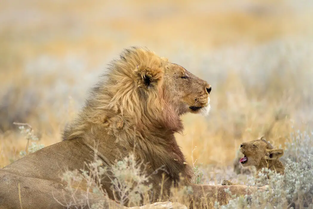 Do you wander Why Male Lions Sometimes Kill Cubs