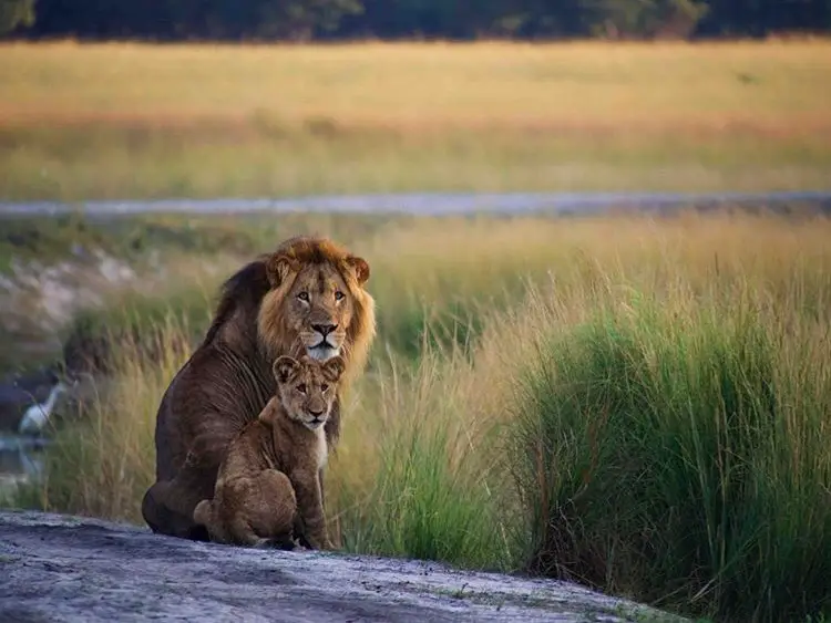 Jaguar vs Lion: The Ultimate Battle of the Big Cats