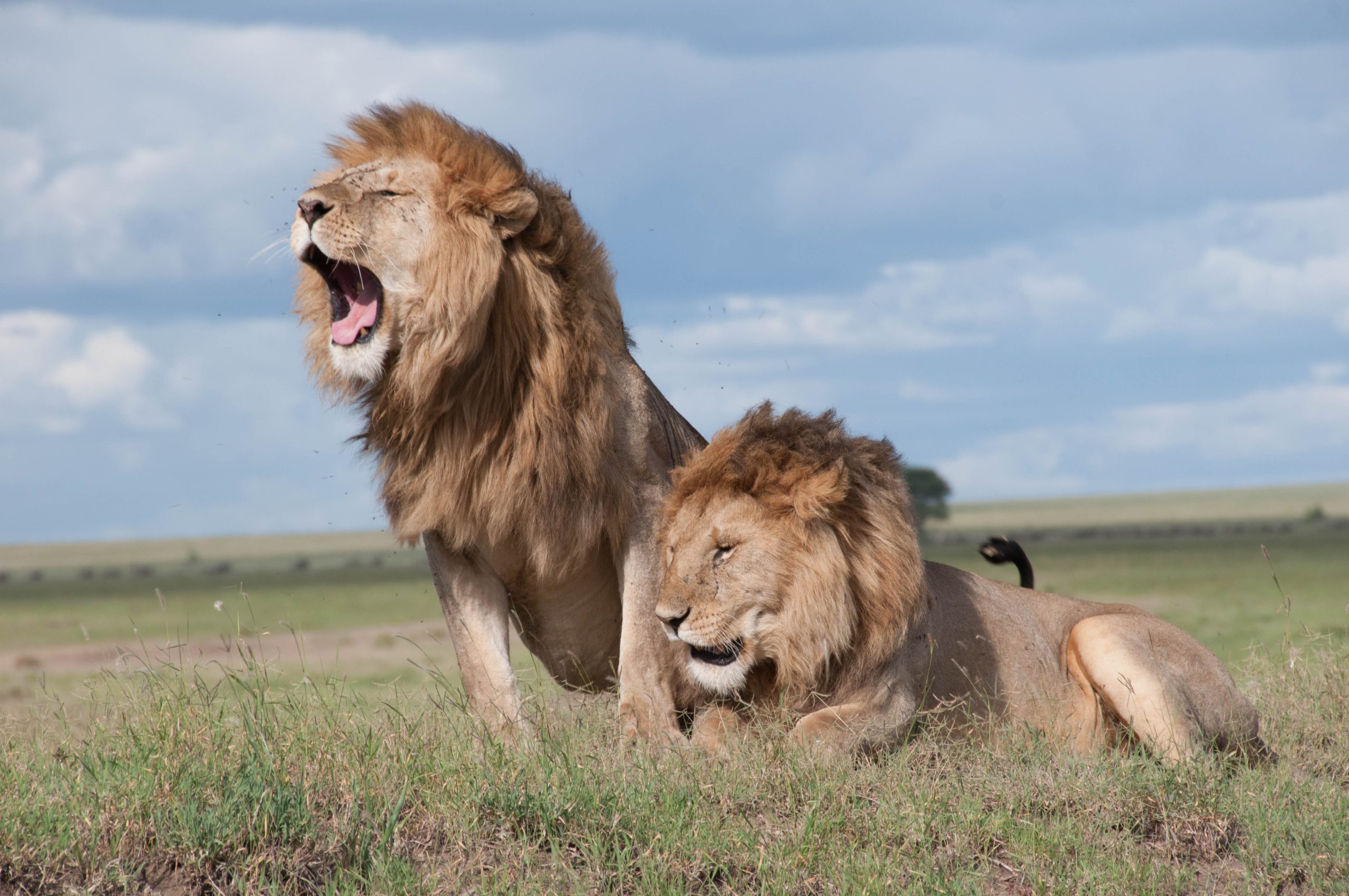Do Lions Have Predators? Who is the Threat to the King of the Jungle