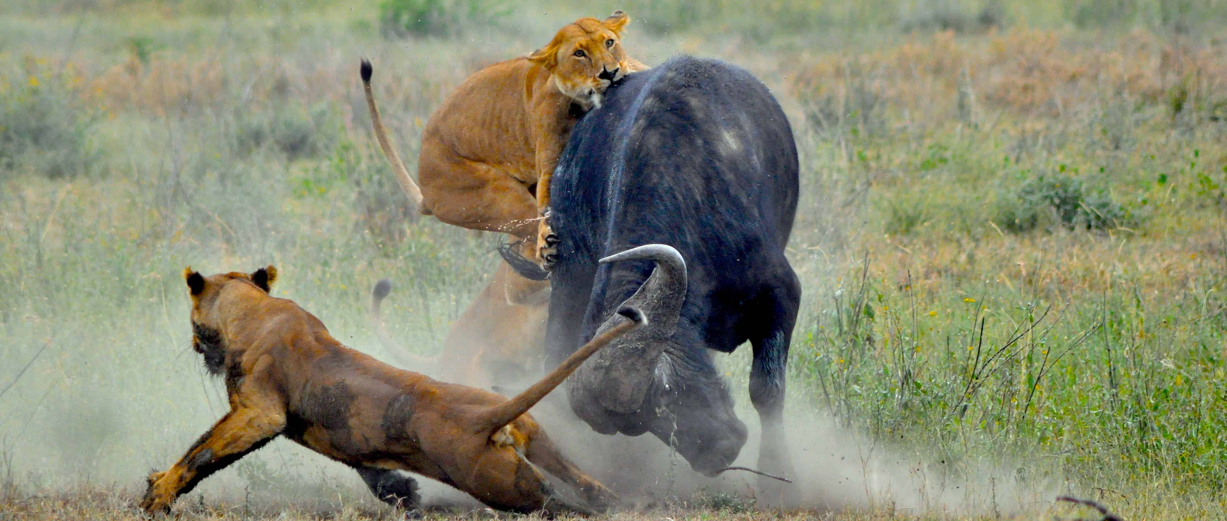 Do Lions Have Predators? Who is the Threat to the King of the Jungle
