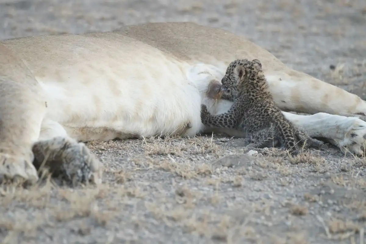 Lioness Nurses Leopard Cub: Rare Wildlife Adoption in Tanzania