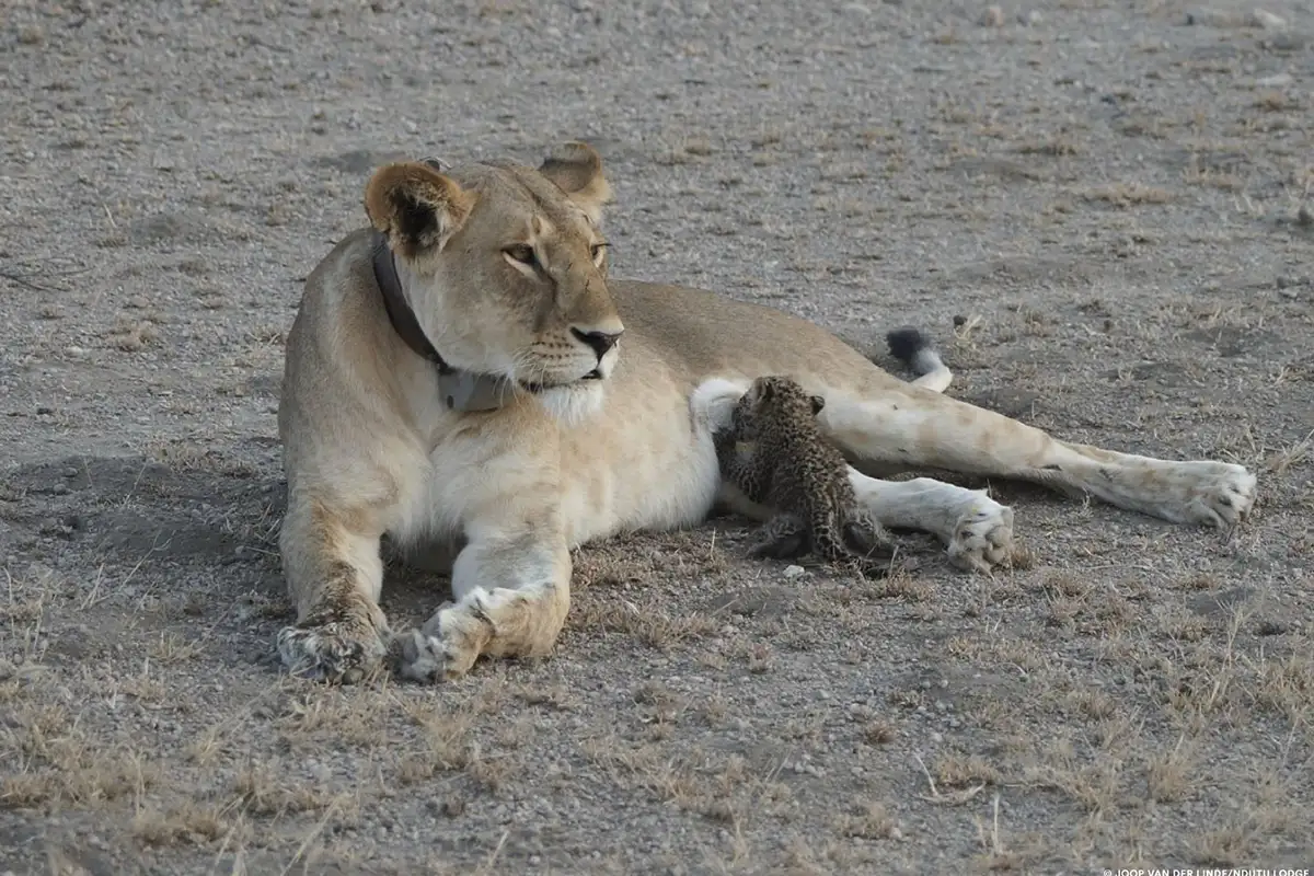 Lioness Nurses Leopard Cub in Rare Wildlife Encounter