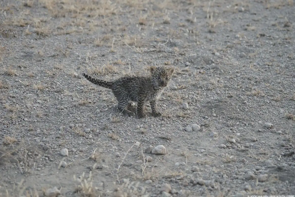 A Leopard Cub