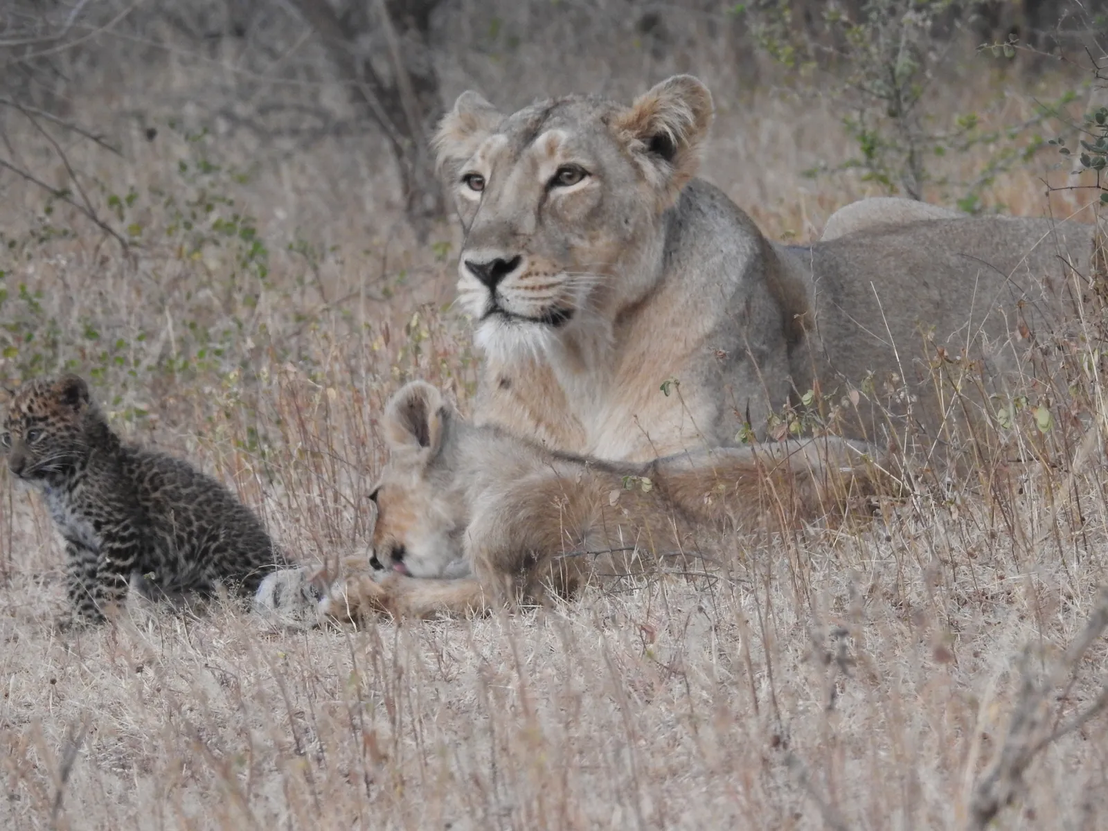 Leopard Cub Raised by Lioness in Ngorongoro