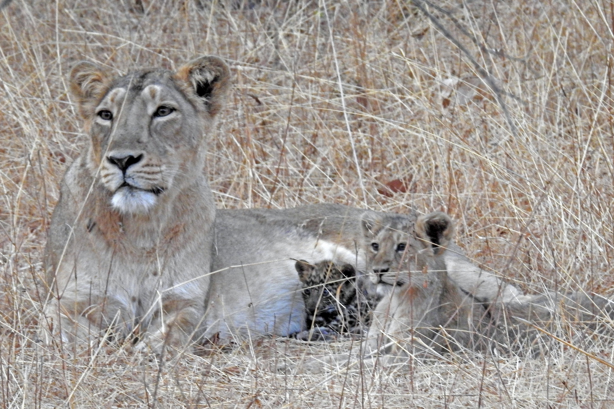 Leopard Cub Raised by Lioness in Ngorongoro