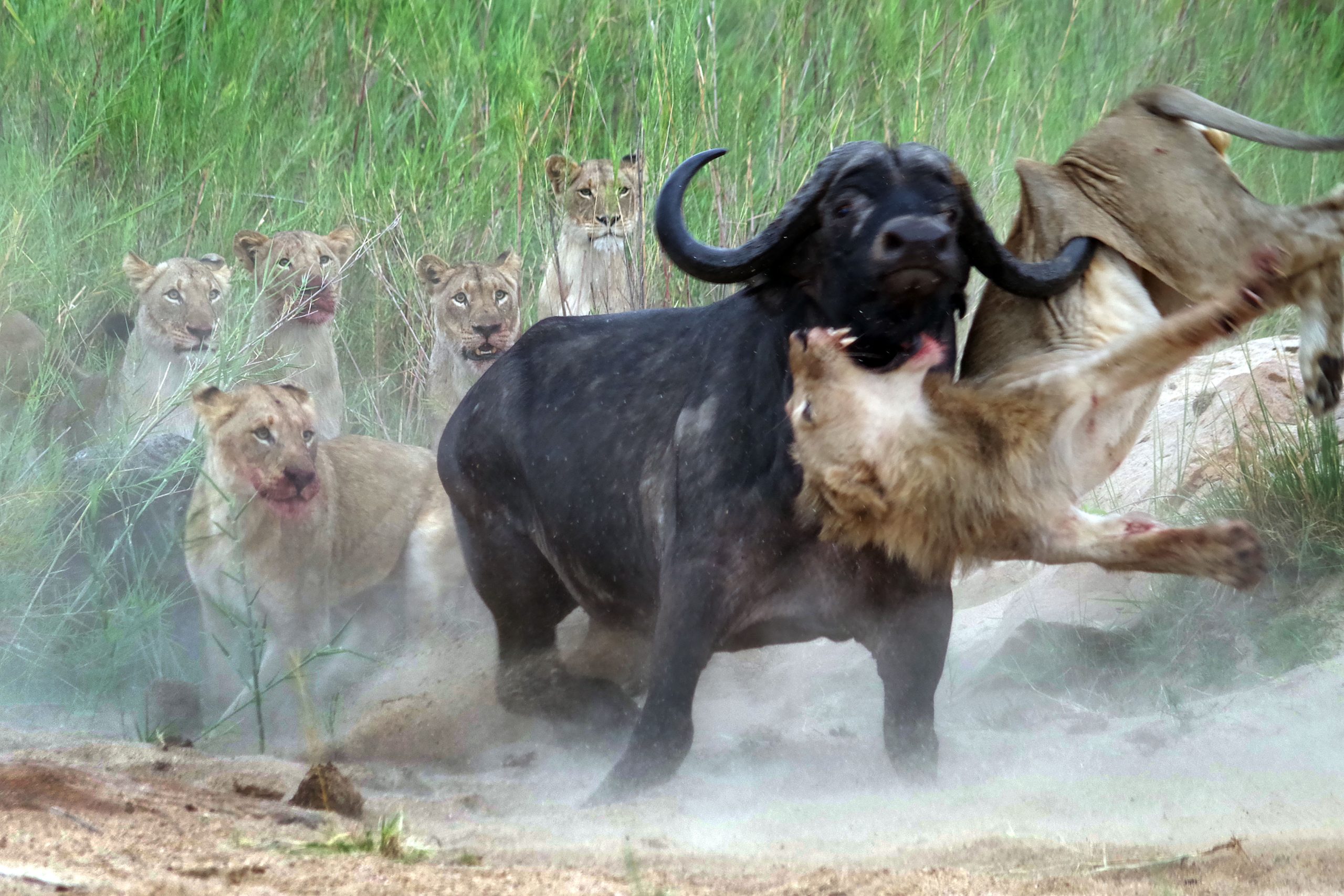 Lions vs. Buffaloes, Predators and Prey Face Off in the wild