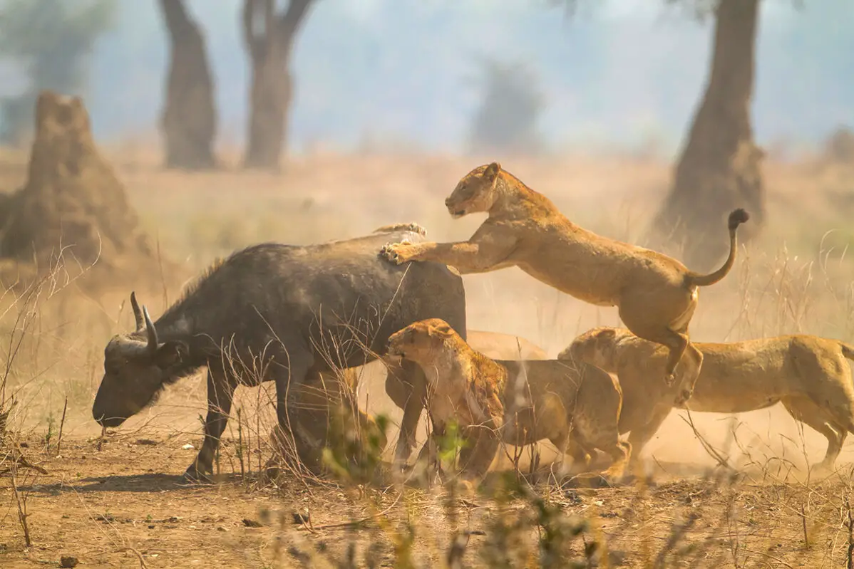 Lions hunt in prides to isolate and overwhelm prey.